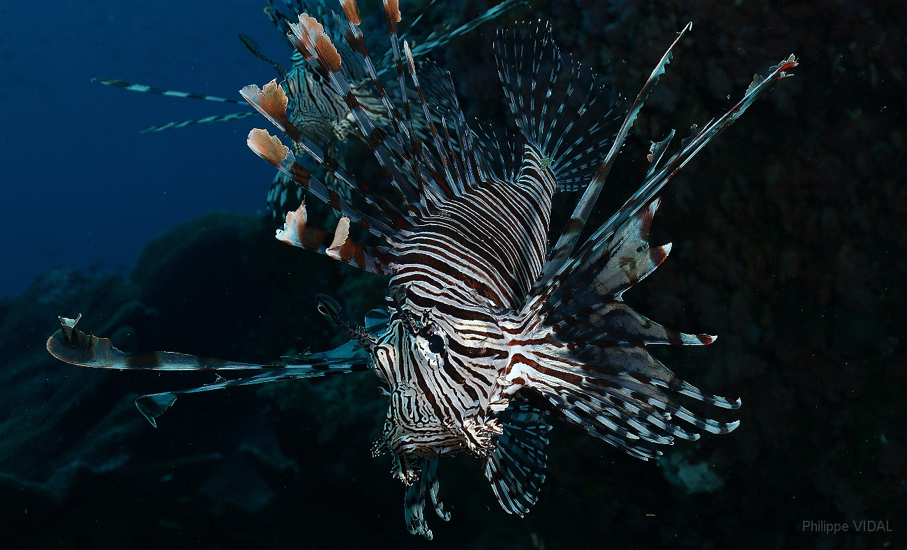 Raja Ampat 2016 - Pterois miles - Indian Lionfish - Poisson lion - IMG_5493_rc.jpg
